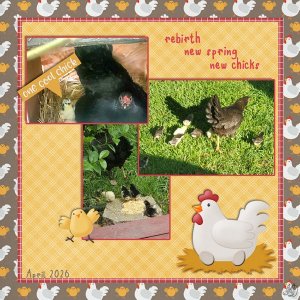 Rich's chicks 2026