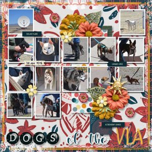 Dogs of the VLA