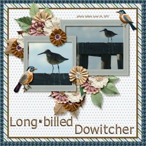 11-6-Long-billed Dowitcher small.jpg