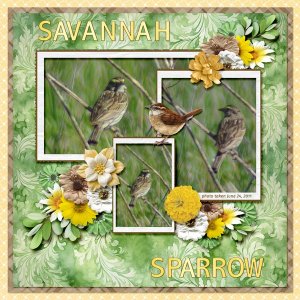 11-6-Savannah Sparrow small.jpg
