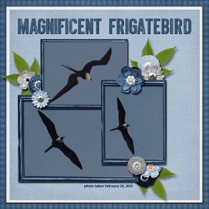 12-2-Magnificent Frigatebird small.jpg