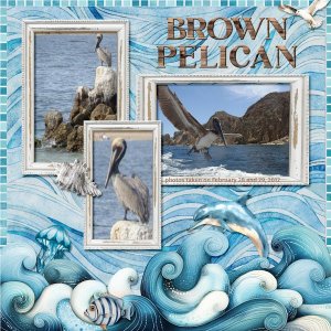 12-2-Brown Pelican small.jpg