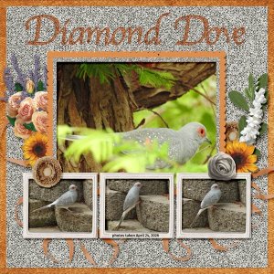26-4-Diamond Dove small.jpg