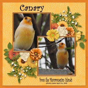 26-4-Canary small.jpg