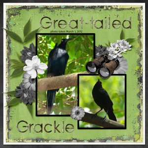 12-3-Great-tailed Grackle small.jpg