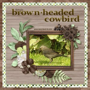 12-3-Brown-headed Cowbird small.jpg