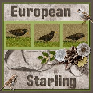 12-3-European Starling small.jpg