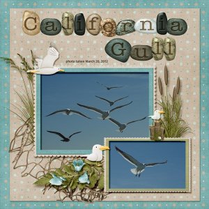 12-3-California Gull small.jpg