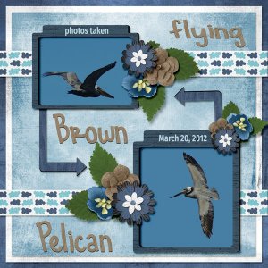 12-3-Brown Pelican small.jpg
