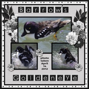 12-4-Barrow's Goldeneye small.jpg