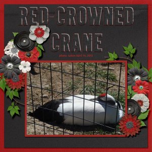 12-4-Red-crowned Crane small.jpg
