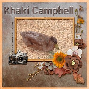 12-9-Khaki Campbell small.jpg