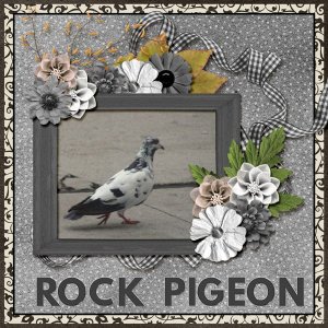 12-9-Rock Pigeon small.jpg