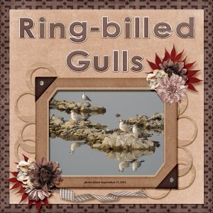 12-9-Ring-billed Gulls small.jpg