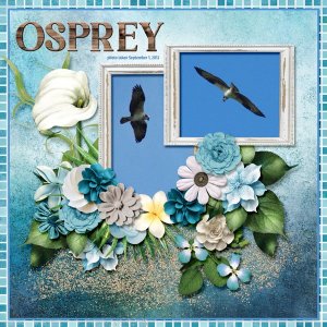 12-9-Osprey small.jpg