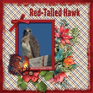 12-9-Red-tailed Hawk small.jpg