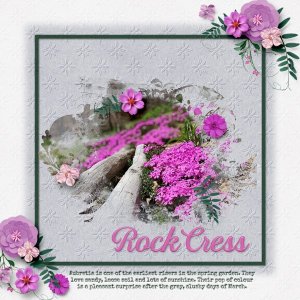 Rock Cress