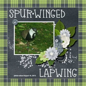 12-8-Spur-winged Lapwing small.jpg