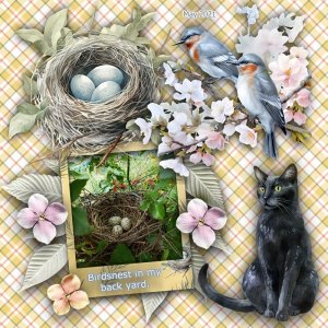 GS_2021May_Birdsnestinbackyard.jpg