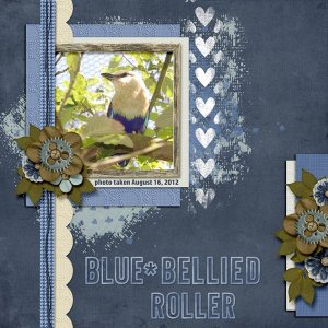 12-8-Blue-bellied Roller small.jpg