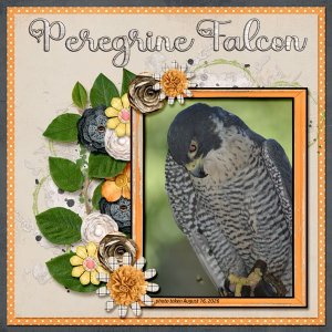 12-8-Peregrine Falcon small.jpg