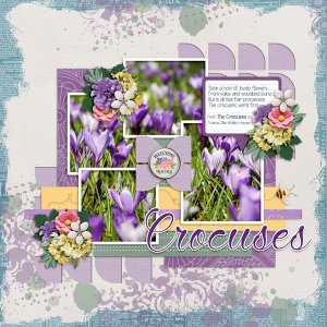 Crocuses