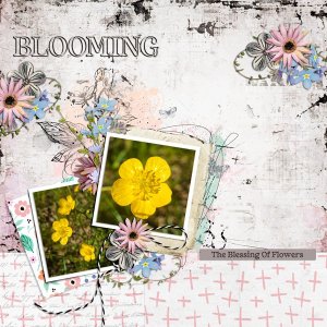 blooming.jpg