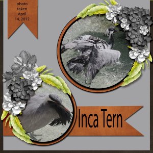 12-4-Inca Tern small.jpg