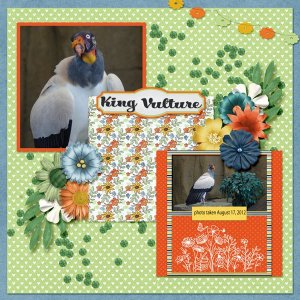 12-8-King Vulture SMALL.jpg