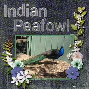 12-4-Indian Peafowl small.jpg