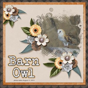 12-8-Barn Owl small.jpg