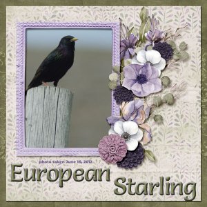 12-6-European Starling small.jpg