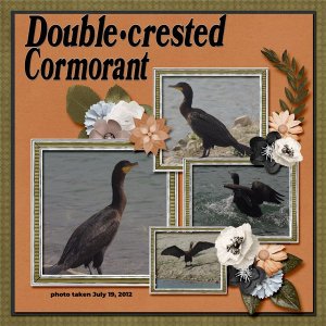 12-7-Double-crested Cormorant small.jpg