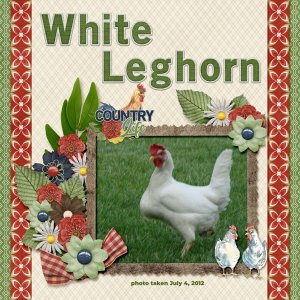 12-7-White Leghorn small.jpg