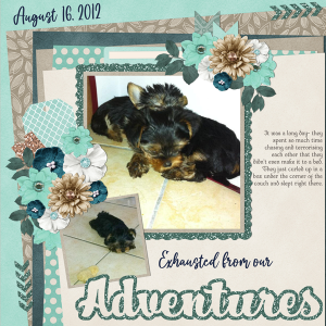 Exhausted from Yorkie Adventures