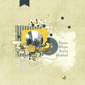 Bloom