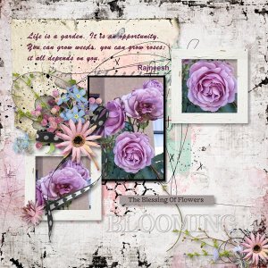 Grow Roses