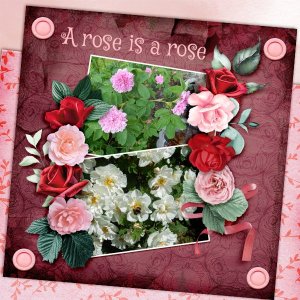 A-rose-is-a-rose.jpg