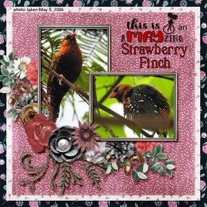 26-5-Strawberry Finch.jpg