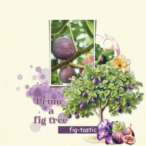 prune a fig tree.jpg