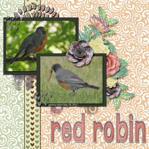 12-5-Red Robin small.jpg