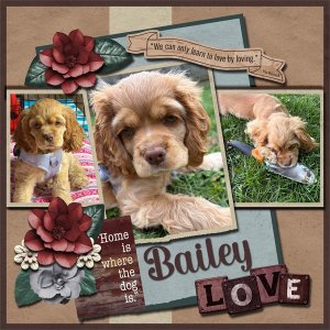 Bailey Cocker Spaniel Pup