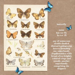 Butterfly
