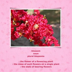 Blossoms