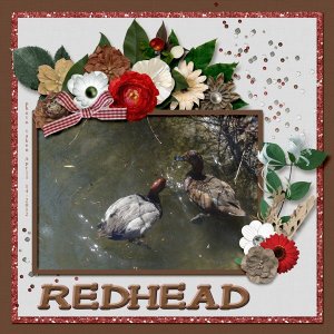 12-4-Redhead small.jpg