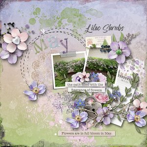 Lilac Shrubs