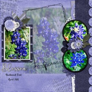 Blossom426.jpg