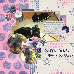 Coffee Kids First Collars
