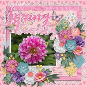 Spirit-of-Spring-Dahlia-2026.jpg