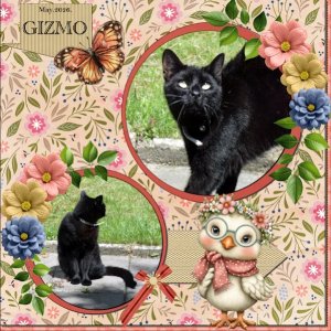 2026-May-Template Challenge #1 - GIZMO.jpg